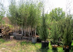 Приватне підприємство Марини Попілевич, яка займається вирощуванням та реалізацією декоративних рослин, дизайном, проектуванням та озелененням